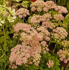 Image result for Pimpinella