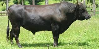El identificador de zona horaria de iana para argentina es america/argentina/cordoba. Rancher Shot Dead By Cops In Fight Over Bull Beef Cow Wagyu Cow Wagyu Beef