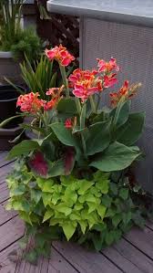 Canna plants may be kept in the pot and stored inside, but today's post shows you how to store the rhizomes. 51 Cannas In Containers Ideas Container Plants Container Gardening Garden Containers