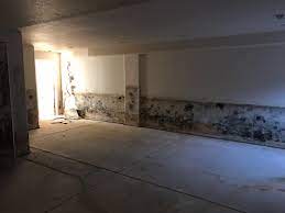 Here at the inspectors company, we offer superior mold inspection services that always deliver. Home Mold Free Now Free Mold Inspections 123 456 7891