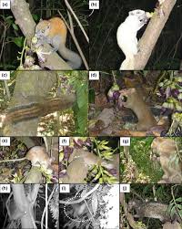 Image result for Memecylon insulare