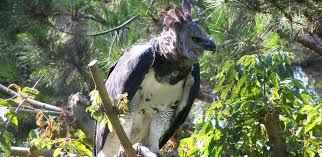 We did not find results for: 4 Day Darien Ethnic Expedition Experience A Jungle Adventure