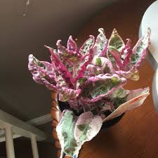 And now it's looking awful | quote | post #2087553 (1) name: Hemigraphis Alternata Snow White Snow White Waffle Plant In Gardentags Plant Encyclopedia