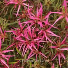 Image result for Chlorophytum stenopetalum