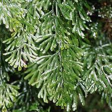 Image result for Hymenophyllaceae