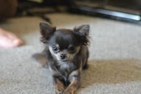 Black And Tan Long Haired Chihuahua For Sale 3 Pound Long Haired Chihuahua Teacup Chihuahua Puppies Chihuahua Chihuahua Puppies