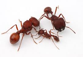 Image result for Pogonospermum subsessile