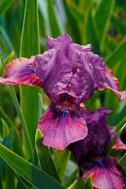 When blooming is about to begin again, give your iris some fertilizer to help it produce healthy blooms. How To Care For Irises Iris Growing Tips