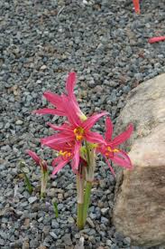 Image result for Polystachya bifida