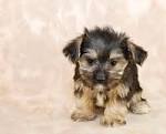 Morkie - Wikipedia