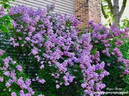 How to plant, grow, and care for lilac shrubs. Spring Blooms Lilacs Stirringmyspicysoul