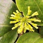 Image result for Smilax anceps