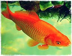 Maka tak heran jika budidaya. Apakah Ada Ikan Sakti Di Sungai Jernih Sikumbang Radio Asal Usul Ikan Sakti Sungai Janiah Baso Cara Merawat Ikan Ini Lumayan Mudah