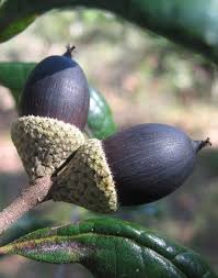 Maybe you would like to learn more about one of these? Acorns Of Quercus Geminata The Sand Live Oak This Is An Evergreen Oak Tree Native To The Coastal Regions Of The Subtropical Southea Save Seeds Acorn Oak Tree