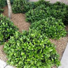 Image result for Carissa