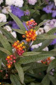 Image result for Asclepias curassavica