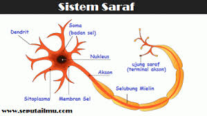Setiap neuron terdiri atas inti dan jaringan (perpanjangan sel). Sistem Saraf Pada Manusia Catatan Adityah