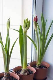 My two biggest plants have to be divided when this happens, as i could not lift a bigger pot. How To Make Amaryllis Bulbs Rebloom Easy To Grow Bulbs