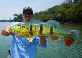 Check spelling or type a new query. How To Catch Peacock Bass Tips For Fishing For Peacock Bass