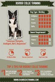 Pin On Border Collies