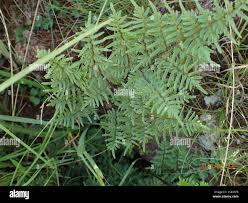Image result for Cheilanthes quadripinnata
