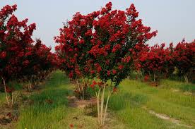 crapemyrtle chart worthington farms inc