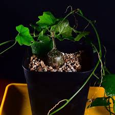 Image result for Cyclantheropsis parviflora