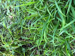 Image result for Nesaea erecta