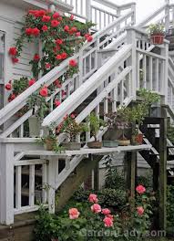 Bloom characteristics this climbing rose is a big beautiful rose in a perfect shade of pink. I Love The Climbing America Rose Gardenlady Com