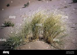 Image result for Stipagrostis