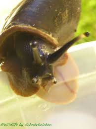 Plaats als eerste een recensie van caracolus excellens 3 cm reactie annuleren. Caracolus Excellence Wildlife Photo Gallery Tieres Webseite