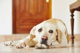 Inneres zittern und viele andere symptome bevor ich candensartan genommen habe hatte ich übelkeit, herzrasen, unwohlsein und magenkrämpfe. Zittern Bei Hunden Zittern Hilft Beim Stressabbau Hundeerziehung Online