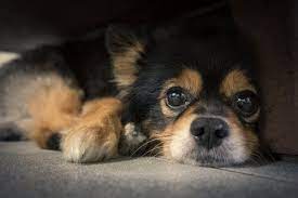 Het belang van snorharen van honden. Waar Dienen Snorharen Van Honden Voor My Animals