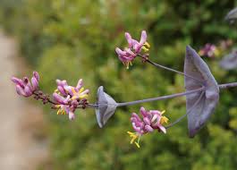 Image result for Caprifoliaceae