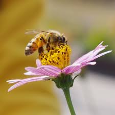 Check spelling or type a new query. Bee Pollinating Flower