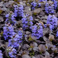 Image result for Ajuga