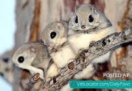 Check spelling or type a new query. Japanese Flying Dwarf Squirrel Let S Talk About The Cutest Animal On The Planet Shall We Japanese Dwarf Flying Squirrel Flying Squirrel Flying Squirrel Pet