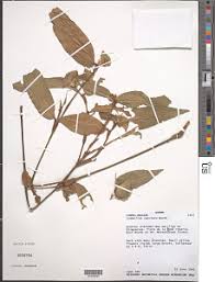 Image result for Aneilema dispermum