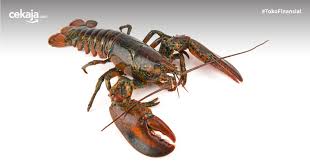 Beli lobster air tawar online berkualitas dengan harga murah terbaru 2021 di tokopedia! 6 Jenis Lobster Di Indonesia Beserta Peluang Bisnisnya