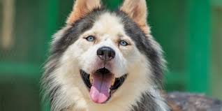 Senior paws pet sanctuary and paws pet food pantry senior citizens pets. Paws Rescue Uk Animal Welfare Animal Rescue Animal Shelter Homeless Animals Charity
