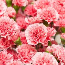In italy, the colors of flowers all have distinct meanings as well. 11 Beautiful Traditional Italian Flowers You Should Try Growing