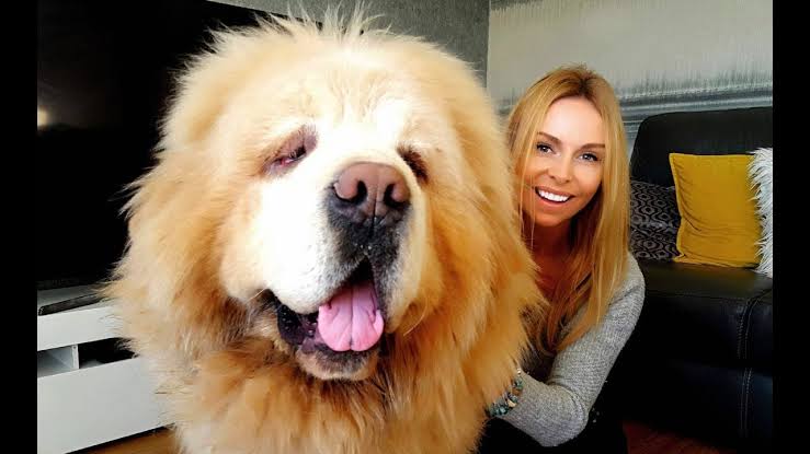 Mga resulta ng larawan para sa Tibetan Mastiff Chinese-bred dog"