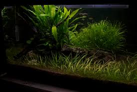 It comes in many varieties, so be sure to check with your fish and plant type. 9 Most Useful Low Light Aquarium Plants Easy Care And Budget Friendly