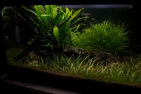 We may receive a commission if there is an essential substrate for each type of aquarium. 9 Most Useful Low Light Aquarium Plants Easy Care And Budget Friendly