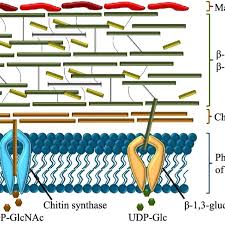 The cell wall is made up of two layers, a middle lamella, and a primary cell wall and sometimes a secondary cell wall. Schematic Overview Of Fungal Cell Wall Composition The Fungal Cell Download Scientific Diagram