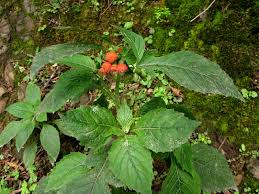 Image result for Crassocephalum radiatum