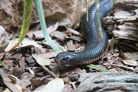 Die inland taipan ist die giftigste schlange der welt des 2./mehr giftschlange. Inlandtaipan Steckbrief Gift Mehr Schlange Tierwissen Net