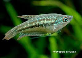 See more of apienk cupang sawah on facebook. Jual Ikan Cupang Liar Sawah Ikan Cupang Liar Asli Cupang Hias Ikan Hias Halfmonth Crowtail Bagan Di Lapak Sumber Jaya Bukalapak