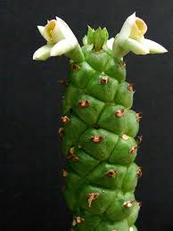 Image result for Ceropegia lugardiae