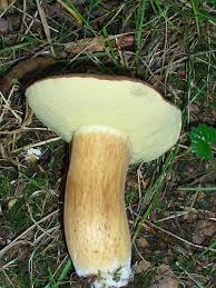 Image result for Boletus badius